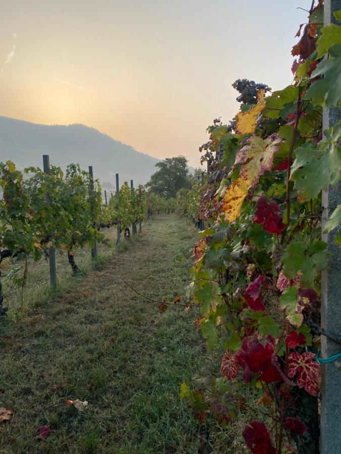 B&B Ai Filari Baone Bagian luar foto